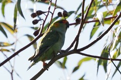 Parvipsitta porphyrocephala