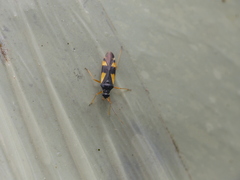Dryophilocoris flavoquadrimaculatus