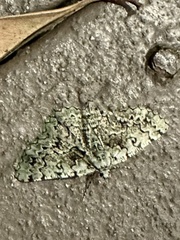 Aeolochroma hypochromaria