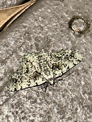 Aeolochroma hypochromaria