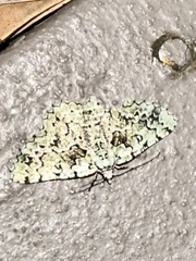 Aeolochroma hypochromaria