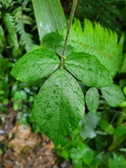 Hylodesmum repandum