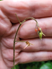 Hylodesmum repandum