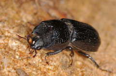 Sinodendron cylindricum