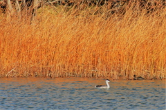 Aechmophorus occidentalis