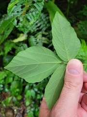 Hylodesmum repandum