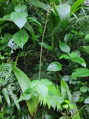Hylodesmum repandum