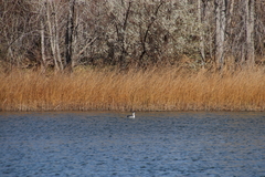 Aechmophorus occidentalis