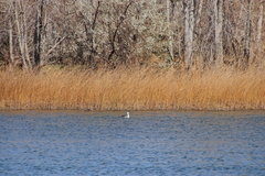 Aechmophorus occidentalis
