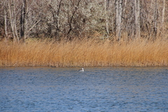 Aechmophorus occidentalis