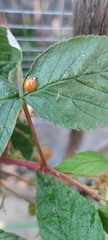 Harmonia axyridis