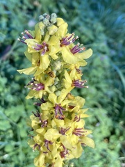 Verbascum nigrum