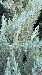 Cupressus sempervirens