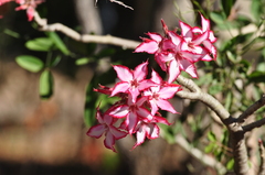 Adenium multiflorum