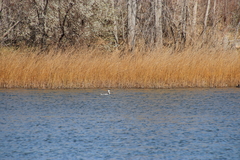 Aechmophorus occidentalis