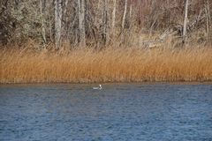 Aechmophorus occidentalis