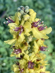 Verbascum nigrum