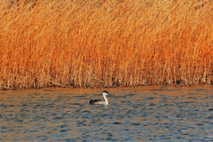 Aechmophorus occidentalis