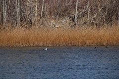 Aechmophorus occidentalis