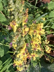 Verbascum nigrum