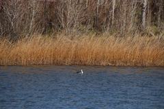 Aechmophorus occidentalis