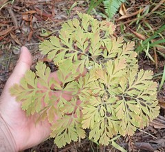 Dicentra formosa