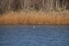 Aechmophorus occidentalis