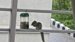 Funambulus palmarum