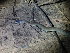 Crotaphopeltis hotamboeia