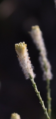 Pimelea trichostachya