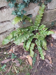 Asplenium scolopendrium scolopendrium