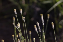 Pimelea trichostachya