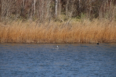 Aechmophorus occidentalis