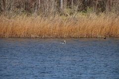 Aechmophorus occidentalis