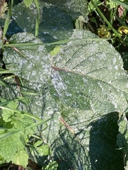 Verbascum nigrum