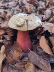 Rubroboletus satanas