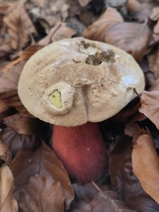 Rubroboletus satanas