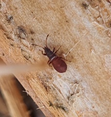 Oxycarenus