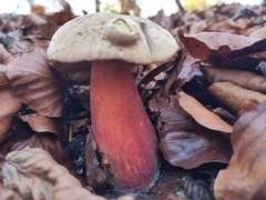 Rubroboletus satanas