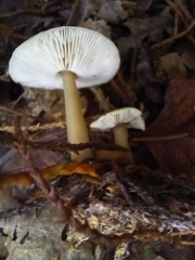 Rhodocollybia