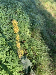 Verbascum nigrum