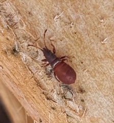 Oxycarenus
