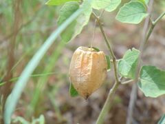 Physalis