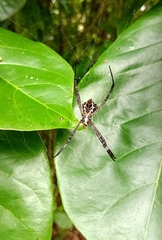 Argiope anasuja