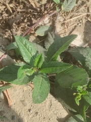 Eclipta prostrata