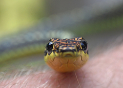 Chrysopelea paradisi