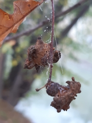 Andricus dentimitratus