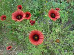 Gaillardia amblyodon