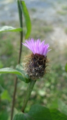 Centaurea phrygia