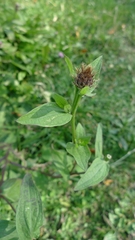 Centaurea phrygia